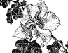fremontodendron-calif