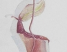 nepenthes