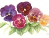 pansies